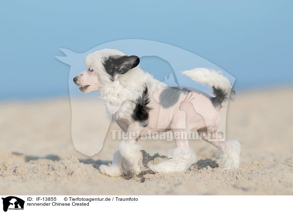 rennender Chinese Crested / running Chinese Crested / IF-13855