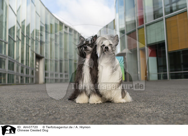 Chinese Crested Dog / AH-07720