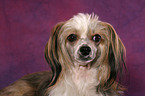 Chinese Crested Dog Powderpuff Portrait