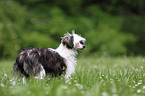 Chinese Crested Powderpuff