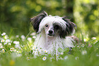 liegender Chinese Crested Powderpuff