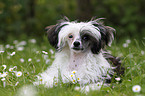 liegender Chinese Crested Powderpuff