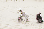 3 Chinese Crested Dogs