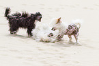 3 Chinese Crested Dogs