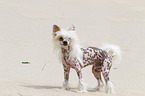 Chinese Crested Dog