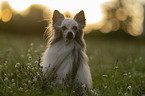 Chinese Crested Dog