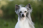 Chinese Crested Dog