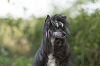 Chinese Crested Dog