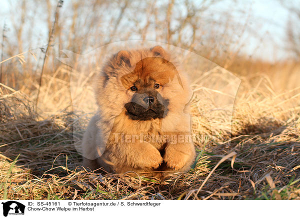 Chow-Chow Welpe im Herbst / Chow Chow Puppy in autumn / SS-45161