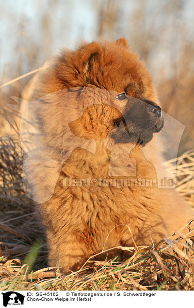 Chow-Chow Welpe im Herbst / SS-45162