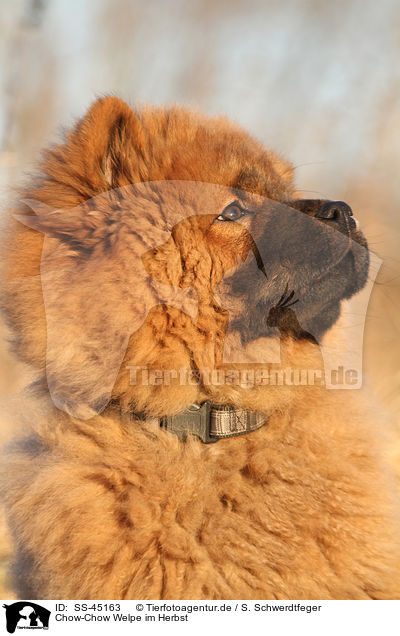 Chow-Chow Welpe im Herbst / Chow Chow Puppy in autumn / SS-45163