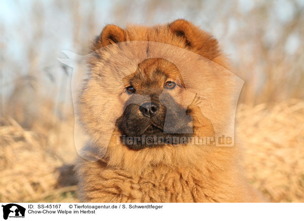 Chow-Chow Welpe im Herbst / SS-45167