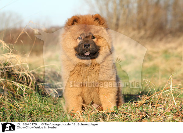 Chow-Chow Welpe im Herbst / Chow Chow Puppy in autumn / SS-45170
