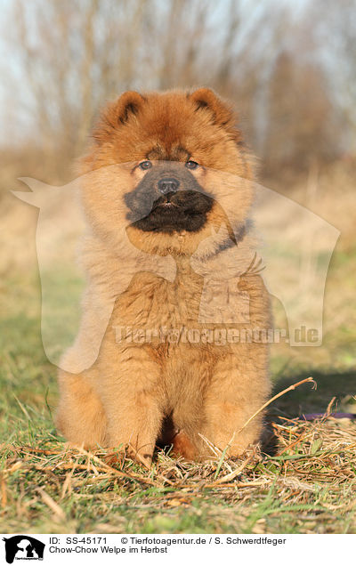 Chow-Chow Welpe im Herbst / SS-45171