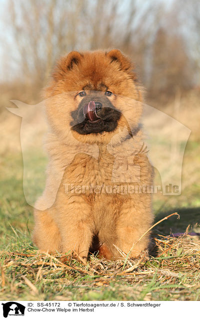 Chow-Chow Welpe im Herbst / Chow Chow Puppy in autumn / SS-45172