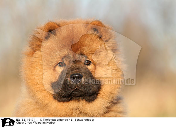 Chow-Chow Welpe im Herbst / SS-45174