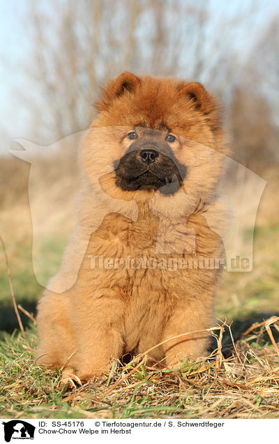 Chow-Chow Welpe im Herbst / Chow Chow Puppy in autumn / SS-45176