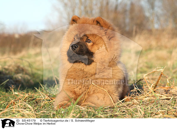 Chow-Chow Welpe im Herbst / SS-45179