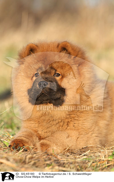 Chow-Chow Welpe im Herbst / Chow Chow Puppy in autumn / SS-45180