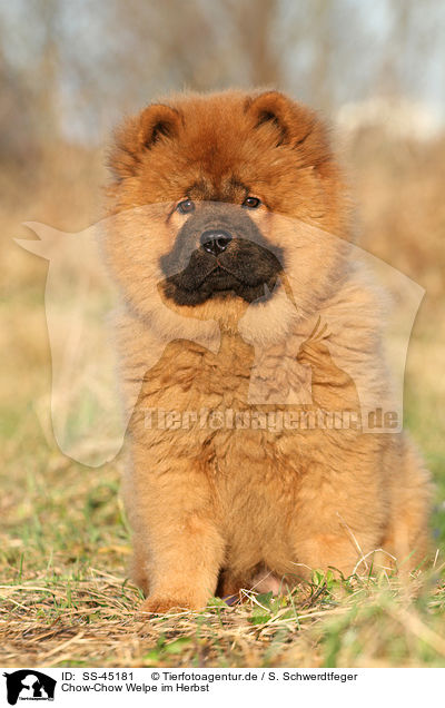 Chow-Chow Welpe im Herbst / SS-45181
