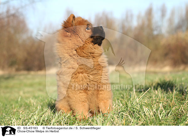 Chow-Chow Welpe im Herbst / SS-45183