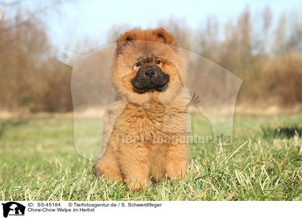 Chow-Chow Welpe im Herbst / Chow Chow Puppy in autumn / SS-45184
