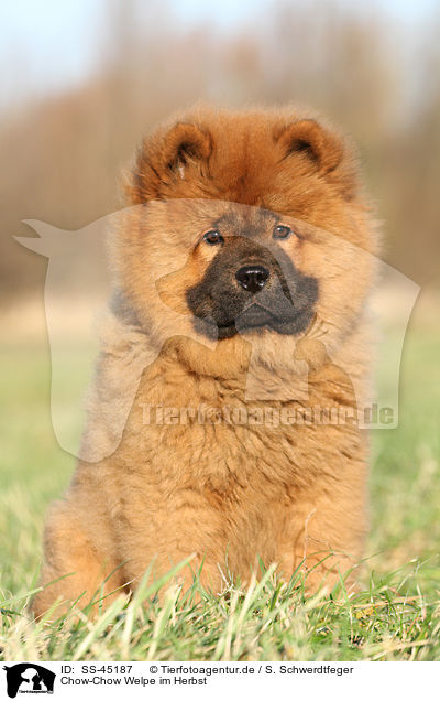 Chow-Chow Welpe im Herbst / SS-45187