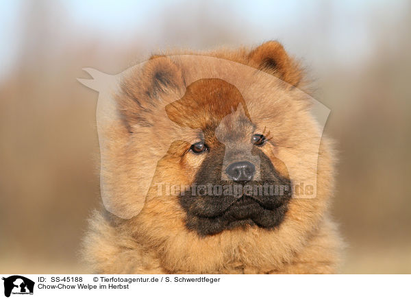 Chow-Chow Welpe im Herbst / Chow Chow Puppy in autumn / SS-45188