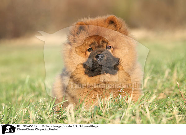 Chow-Chow Welpe im Herbst / Chow Chow Puppy in autumn / SS-45189