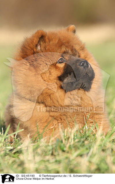Chow-Chow Welpe im Herbst / SS-45190