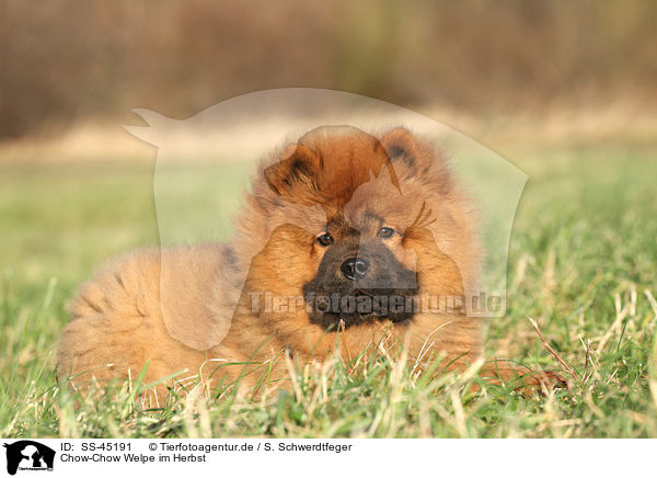 Chow-Chow Welpe im Herbst / Chow Chow Puppy in autumn / SS-45191