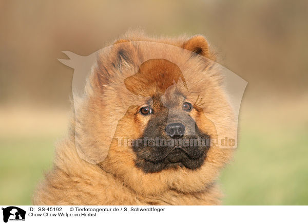 Chow-Chow Welpe im Herbst / Chow Chow Puppy in autumn / SS-45192