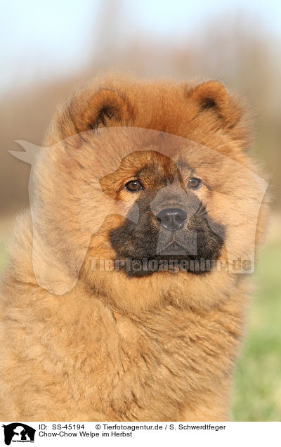 Chow-Chow Welpe im Herbst / SS-45194