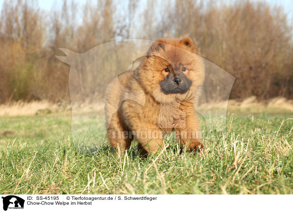 Chow-Chow Welpe im Herbst / SS-45195
