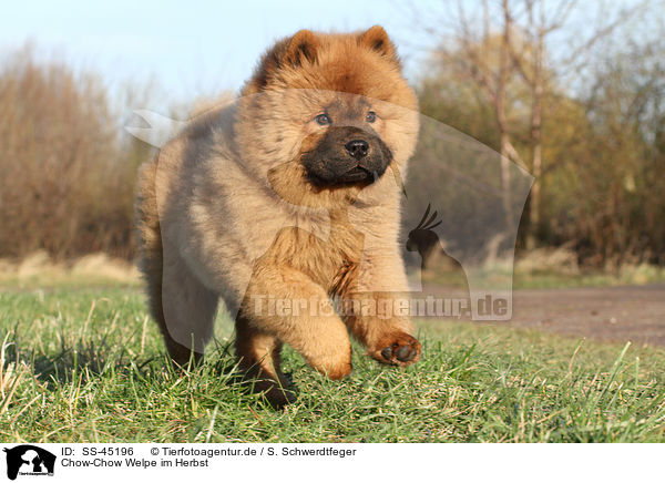 Chow-Chow Welpe im Herbst / SS-45196