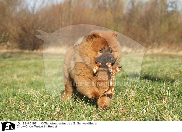 Chow-Chow Welpe im Herbst / Chow Chow Puppy in autumn / SS-45197