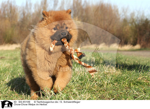 Chow-Chow Welpe im Herbst / SS-45199