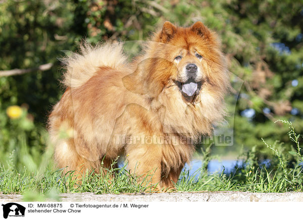 stehender Chow Chow / standing Chow Chow / MW-08875