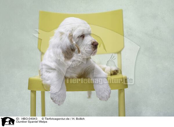 Clumber Spaniel Welpe / HBO-04943