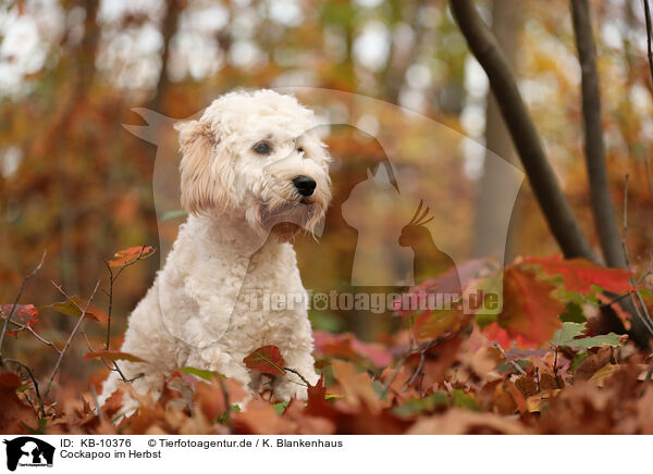 Cockapoo im Herbst / Cockapoo in autumn / KB-10376