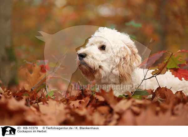 Cockapoo im Herbst / Cockapoo in autumn / KB-10379