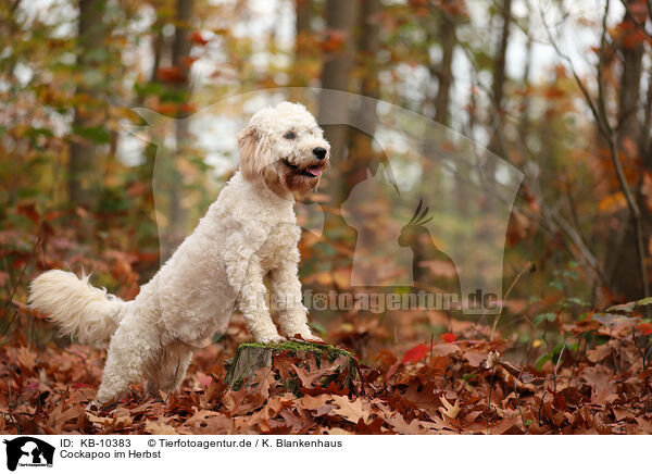 Cockapoo im Herbst / Cockapoo in autumn / KB-10383