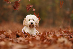 Cockapoo im Herbst