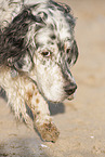 Cocker Spaniel Hndin