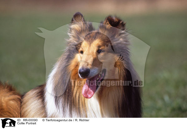 Collie Portrait / Collie Portrait / RR-00090