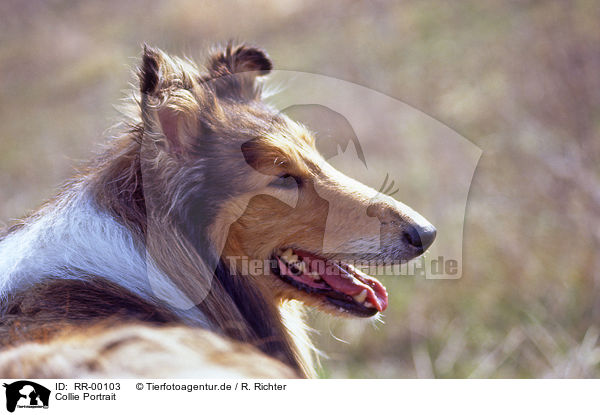 Collie Portrait / Collie Portrait / RR-00103