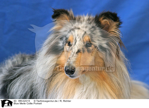 Blue Merle Collie Portrait / RR-02015