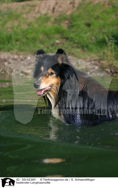 badender Langhaarcollie / bathing longhaired Collie / SS-02380