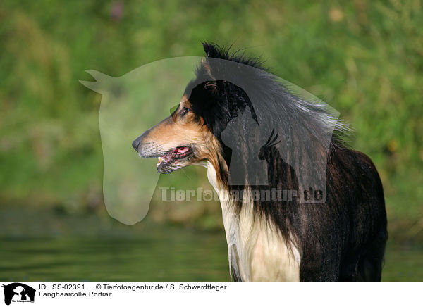 Langhaarcollie Portrait / longhaired Collie portrait / SS-02391