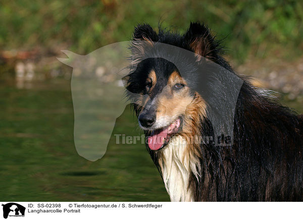 Langhaarcollie Portrait / longhaired Collie portrait / SS-02398